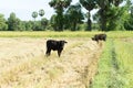 Cows eat grass Royalty Free Stock Photo