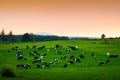 Cows eat grass in endless lush pastures and farmlands of Ireland. Beautiful Irish countryside with emerald green fields and Royalty Free Stock Photo