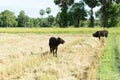 Cows eat grass Royalty Free Stock Photo