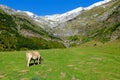 Cows eat grass in the valley of La Larri