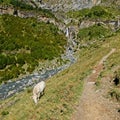 Cows in the valley of La Larri
