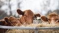 Cows eat hay at the bale feeder, red Angus cattle Royalty Free Stock Photo