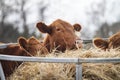 Cows eat hay at the bale feeder, red Angus cattle Royalty Free Stock Photo