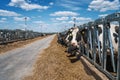 Cows eat hay on dairy farm. Breeding and feeding for milking cattle Royalty Free Stock Photo