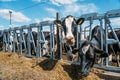 Cows eat hay on dairy farm. Breeding and feeding for milking cattle Royalty Free Stock Photo