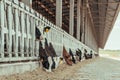 Cows eat hay on dairy farm. Breeding and feeding for milking cattle Royalty Free Stock Photo