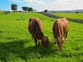 Cows eating.