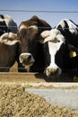 Cows Eating Royalty Free Stock Photo