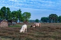 Cows eating at Anlung Pring Protected Landscape