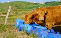 Cows eating feed outdoors in the green field Royalty Free Stock Photo