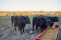 Cows eating fodder on farm