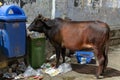 Cows eating from garbage in India