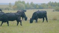 Cows eating grass on beautiful field. Black cow eating fresh spring grass. Selective focus.