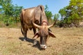 Cows is eating grass in the fiel, Royalty Free Stock Photo