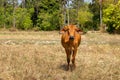 Cows is eating grass in the fiel, Royalty Free Stock Photo