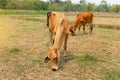 Cows is eating grass in the fiel,