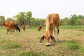 Cows is eating grass in the fiel,