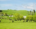 Cows eating grass at the field. Royalty Free Stock Photo