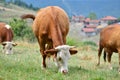 Cows eating grass in a field Royalty Free Stock Photo