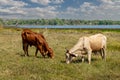 Cows is eating grass in the field Royalty Free Stock Photo