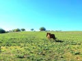 Cows eating grass on the hill Royalty Free Stock Photo