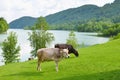 Cows eating grass. Pasture near the mountains. Royalty Free Stock Photo