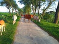 Cows are eating grass under the open sky Royalty Free Stock Photo