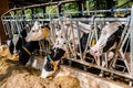 Cows eating hay in cowshed on dairy farm Royalty Free Stock Photo