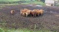 Cows eating hay in cowshed straw in the farm Royalty Free Stock Photo