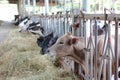 Cows eating hay in cowshed Thailand farm. Dairy cows to production milk