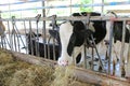 Cows eating hay in cowshed Thailand farm. Dairy cows to production milk