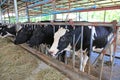 Cows eating hay in cowshed Thailand farm. Dairy cows to production milk