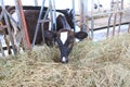 Cows eating hay in cowshed Thailand farm. Dairy cows to production milk