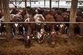 Cows Eating Hay at Dairy Farm Royalty Free Stock Photo