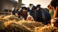 Cows eating hay in a farm barn Royalty Free Stock Photo