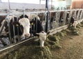 Cows eating hay at the farm barn Royalty Free Stock Photo