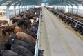 Cows eating hay on moden farm