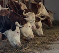 Cows eating hay in stable Royalty Free Stock Photo