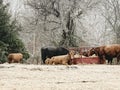 Cows eating hay in a winter ice storm, Oklahoma Royalty Free Stock Photo