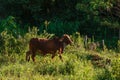 Cows eating in the high pasture on the farm Royalty Free Stock Photo