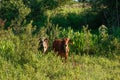 Cows eating in the high pasture on the farm Royalty Free Stock Photo