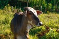 Cows eating in the high pasture on the farm Royalty Free Stock Photo