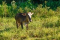 Cows eating in the high pasture on the farm Royalty Free Stock Photo