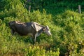 Cows eating in the high pasture on the farm Royalty Free Stock Photo