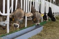 Cows eating lucerne hay from manger on farm Royalty Free Stock Photo