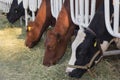 Cows eating lucerne hay from manger on farm Royalty Free Stock Photo