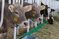 Cows eating lucerne hay from manger on farm Royalty Free Stock Photo