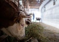 Cows eating lucerne in stable