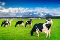 Cows eating lush grass on the green field. Royalty Free Stock Photo