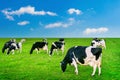 Cows eating lush grass on the green field. Royalty Free Stock Photo